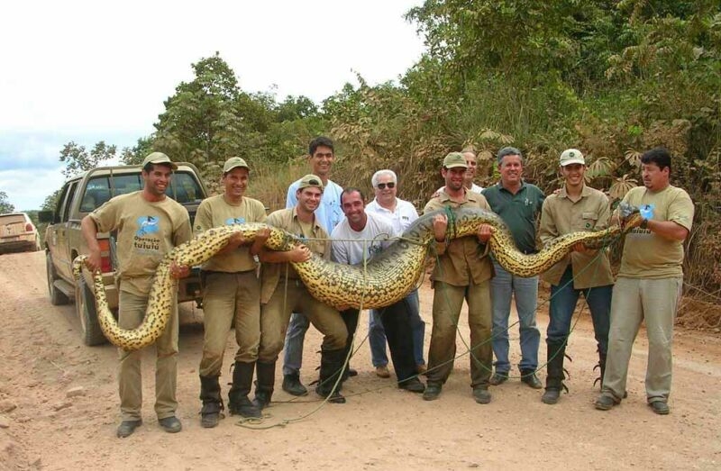 Foto Langka: Amazing of Big Snakes